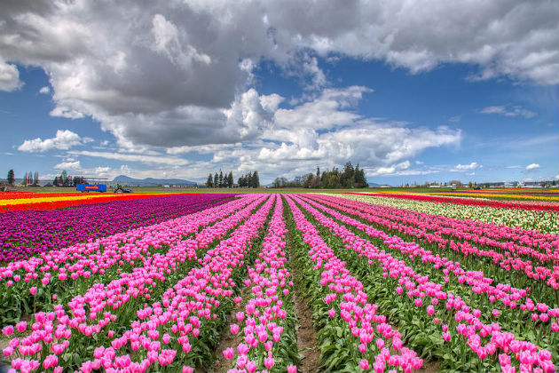 Tham quan lễ hội hoa tulip lớn nhất ở bang Washington