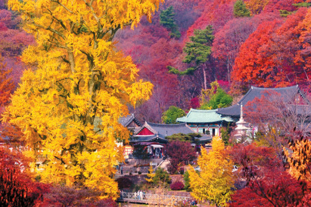 Địa điểm ngắm lá phong lãng mạn nhất ở Hàn Quốc