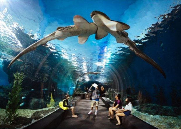 Thủy cung Ripley's Aquarium