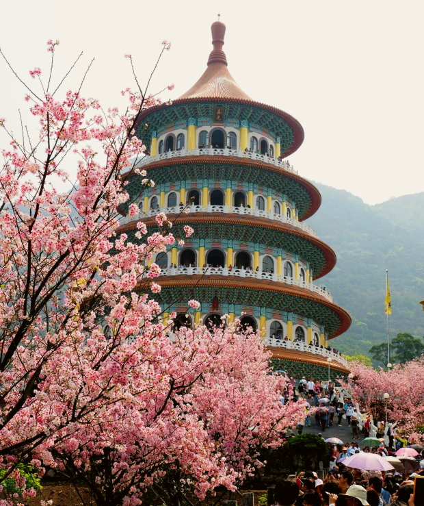 Mùa hoa anh đào Đài Loan