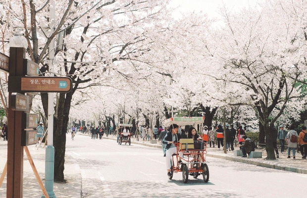Mùa xuân nhộn nhịp ở Incheon