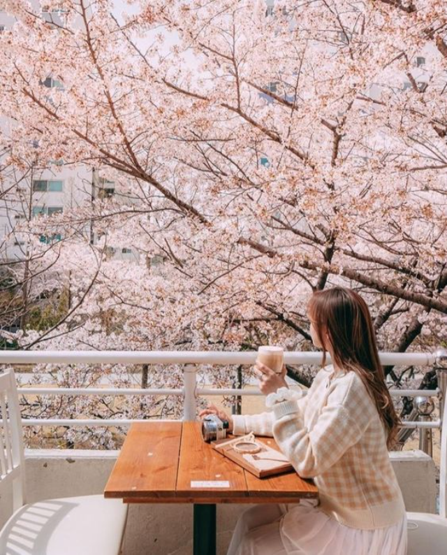 Thưởng thức ly cà phê thơm ngon và tận hưởng sắc hoa trong tiết trời se lạnh của xứ Hàn
