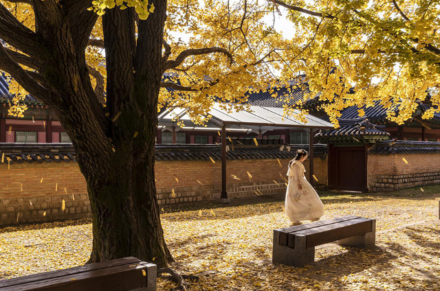 Không khí mùa thu Hàn Quốc khi lá chuyển vàng
