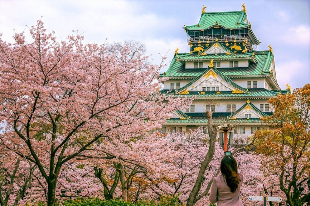 Mùa hoa anh đào nở rộ tại Osaka Nhật Bản