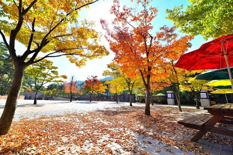 Mùa thu lá đỏ tại Incheon, Hàn Quốc